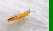 Thripidae